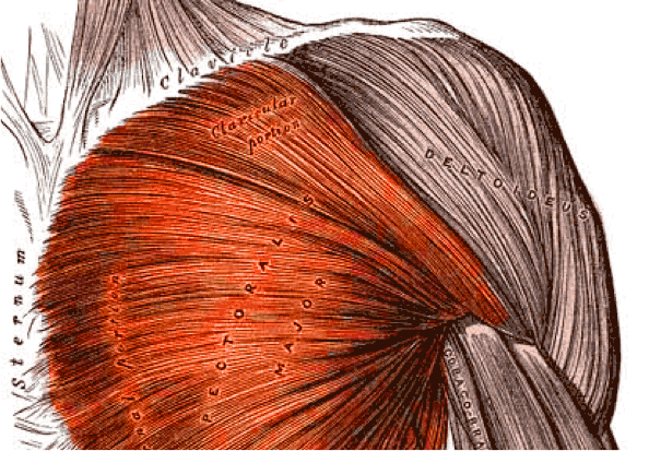 Pectoralis major and the anterior deltoid, two of the prime movers in the bench press exercise.