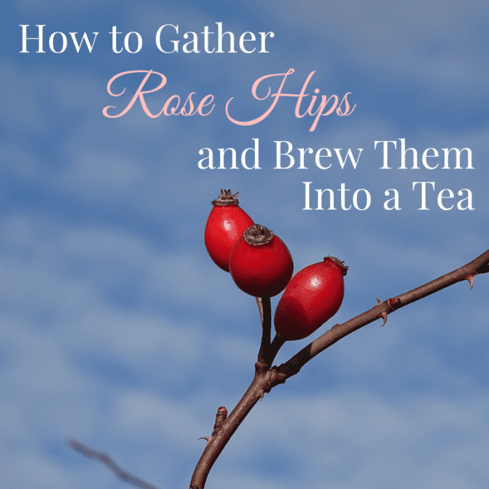 This article will provide you with everything you need to know to harvest rose hips and use them to brew your own tea.