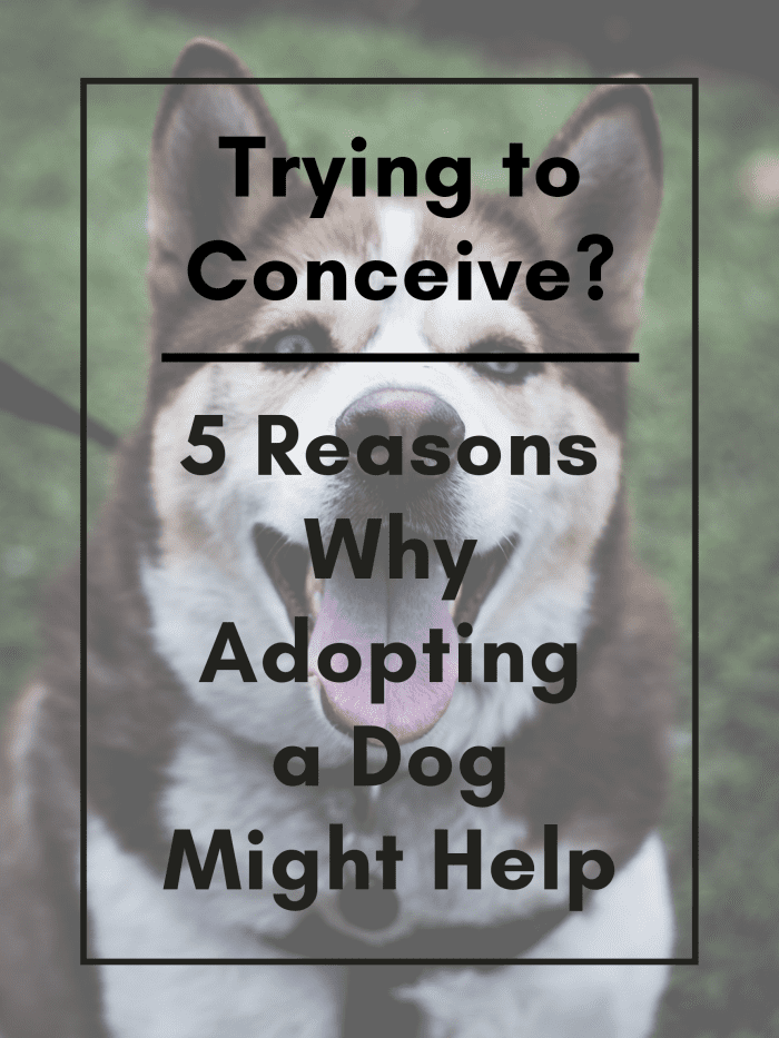 This article will break down five great reasons why trying-to-conceive (TTC) couples should consider adopting a dog.