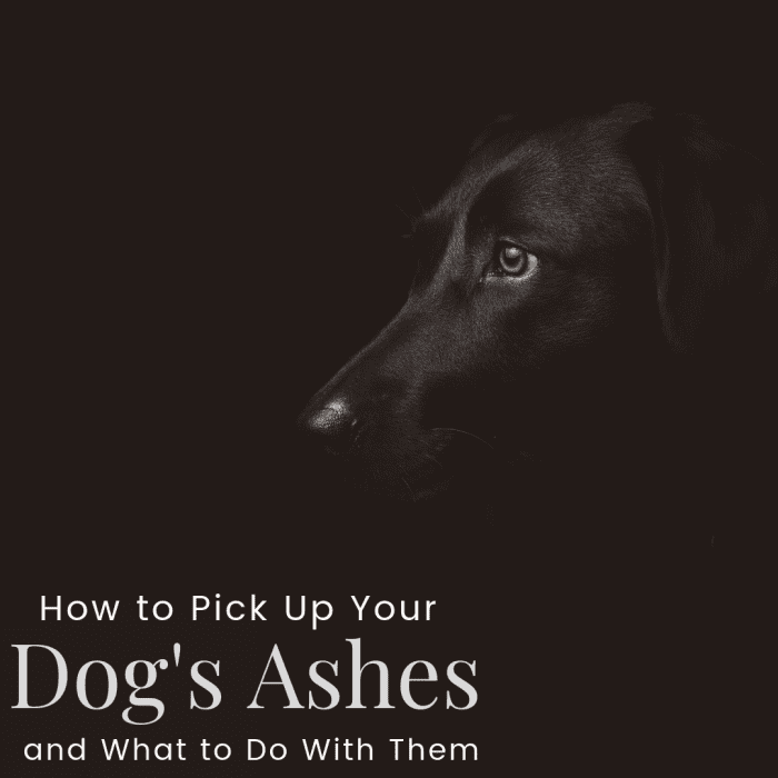 Picking up your beloved dog's ashes is a very difficult step. Here are a few ways to make the process a little easier.