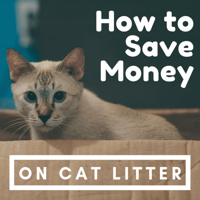 Cheapest Litter Options for Cats PetHelpful
