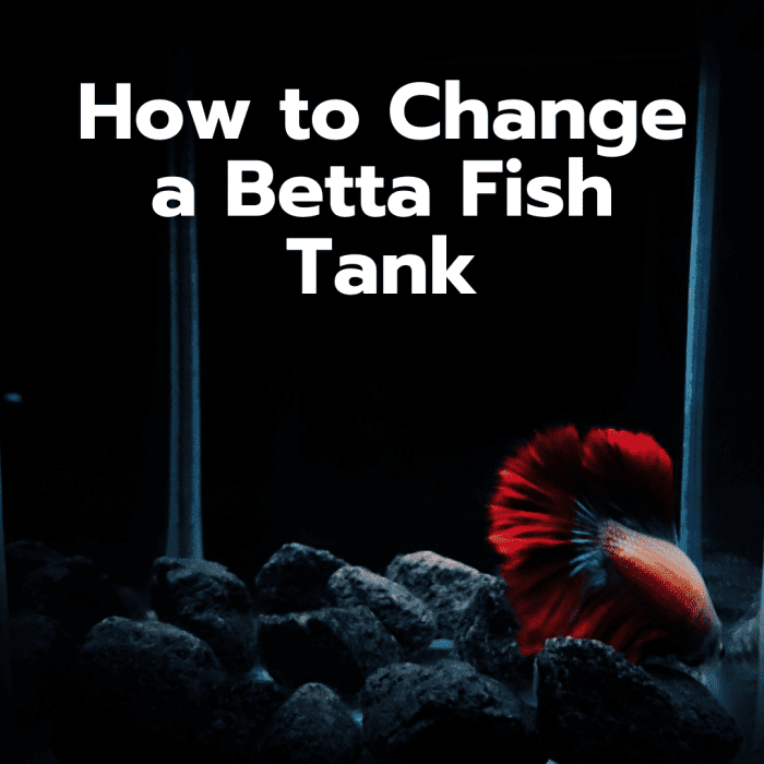 How to Change the Water in a Betta Fish Tank