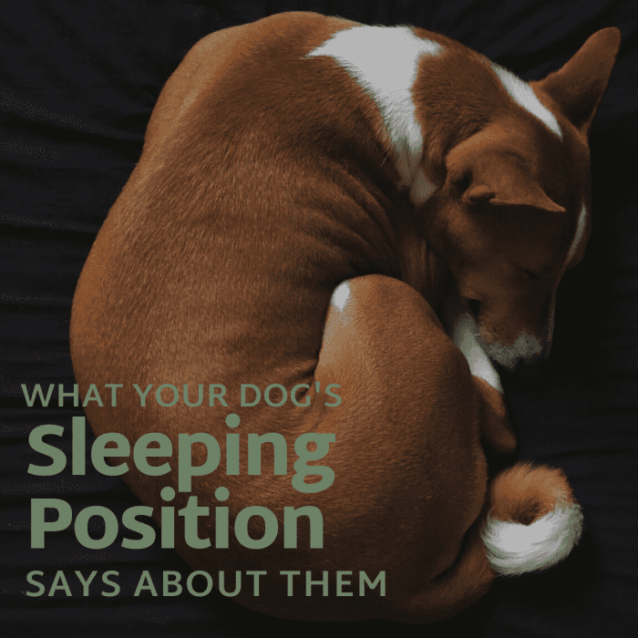 What Your Dog's Sleeping Position Tells You About Them PetHelpful