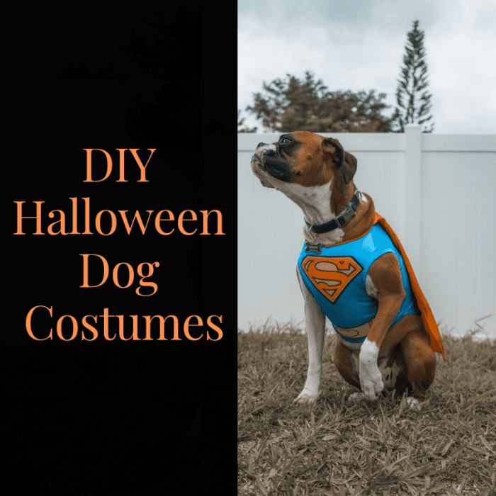10 DIY Halloween Dog Costumes That Won’t Drive Them Crazy Holidappy