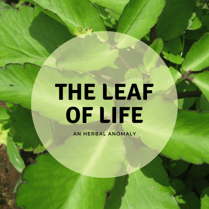 leaf-of-life-where-it-grows-and-how-to-use-it-remedygrove