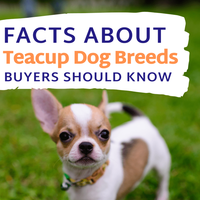 Facts About Teacup Dog Breeds Prospective Buyers Should Know