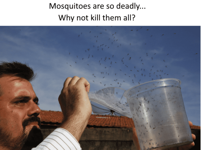 The death toll from diseases carried by mosquitoes is so huge that scientists are working on a radical idea. Why not eradicate them? Mosquitoes kill more humans than any other animal and were linked to roughly 500,000 deaths in 2015.