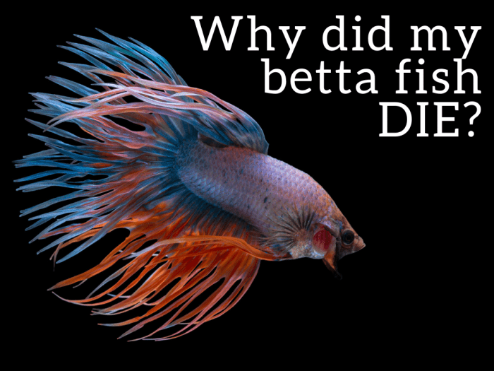 Bettas are among the most beautiful of freshwater aquarium fish, but unfortunately their lives are often cut short by poor tank management practices.