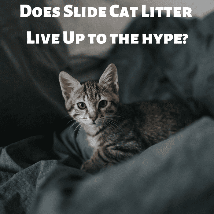 As a proud cat mama, I know my cat little—so I decided to try a new brand to see if it lived up to the hype.