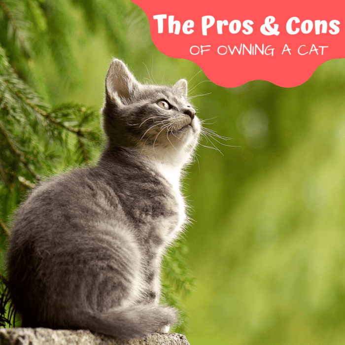 The Pros And Cons Of Owning A Cat - PetHelpful