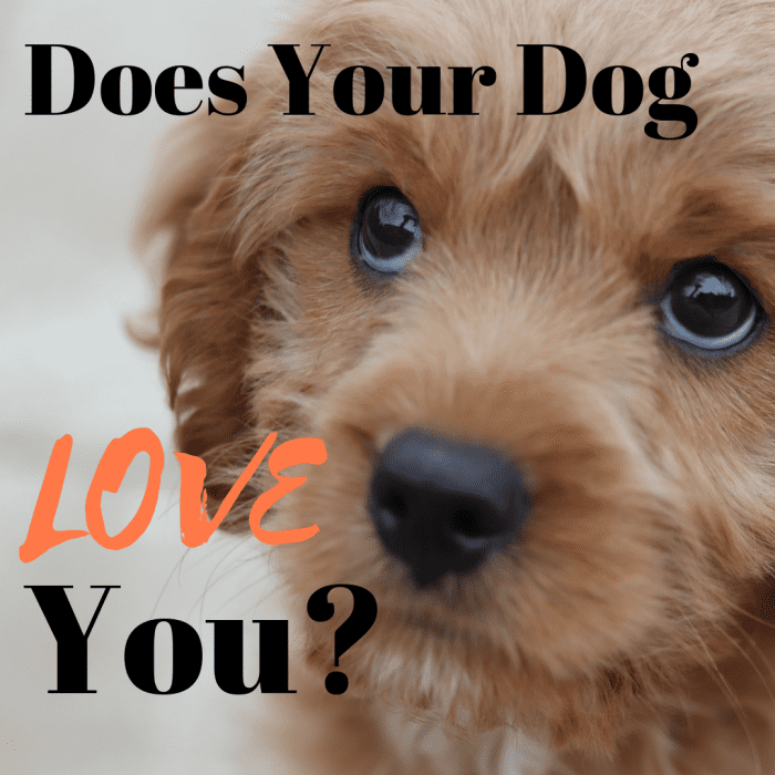 Let's be honest: we're all curious about whether our furry companions love us as much as we do them.