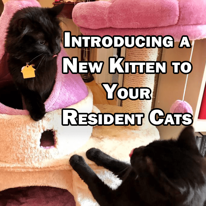 How To Introduce A New Kitten To Your Resident Cats Pethelpful