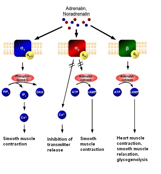 Activation of alpha adrenergic receptors on the smooth muscle of blood vessels causes vasoconstriction.
