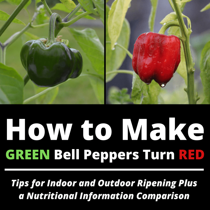 How to Get a Green Bell Pepper to Turn Red Dengarden