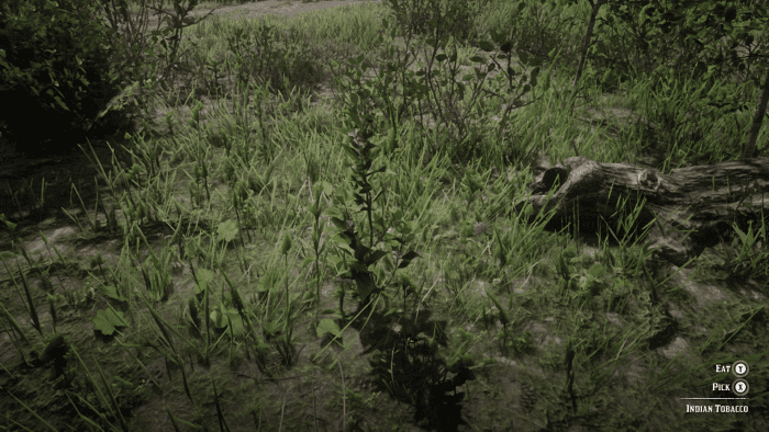 This is what Indian Tobacco looks like, a long green spire. Kind of like Wild Carrot but without the white flowers.