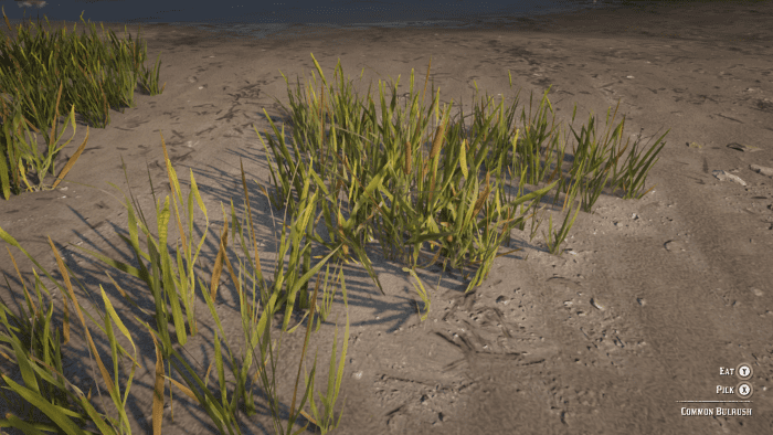 This is Common Bulrush, you can find this abundantly around the waters edge of any area in the game (check up and down the Dakota River). Use this in conjunction with Hummingbird Sage to make Potent Horse Stimulants.
