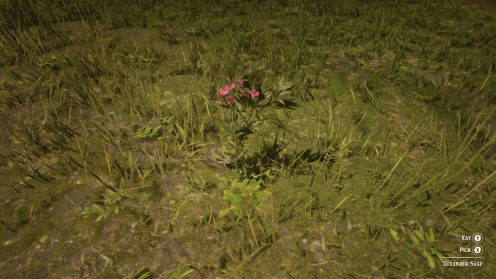 This is Oleander Sage. Looks pretty doesn't it? That's because in nature most pretty things will try to kill you. Like my ex for example . . .