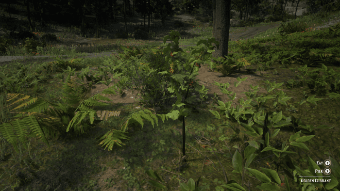 Apart from Yarrow and Burdock Root this is your third important ingredient in making Special Miracle Tonic. You can find it growing in the forests East of Emerald Ranch.