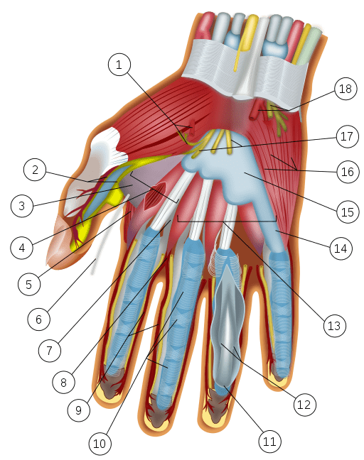 Wrist and hand anatomy. Yellow nerve in center of wrist is median nerve. Distal portion shown as 17.