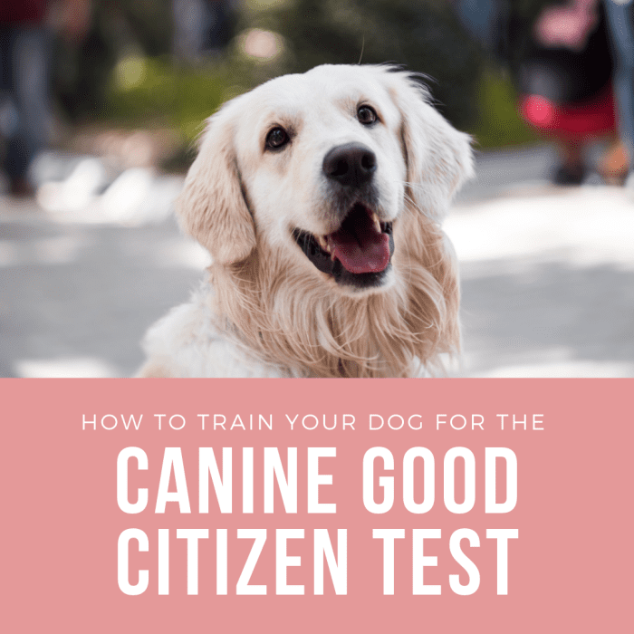 How to Train Your Dog for the Canine Good Citizen Test PetHelpful