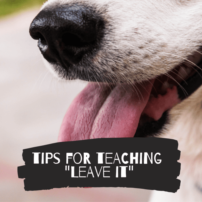"Leave It" is an invaluable skill for any dog, but especially for larger breeds. Learn how to teach your dog this command.