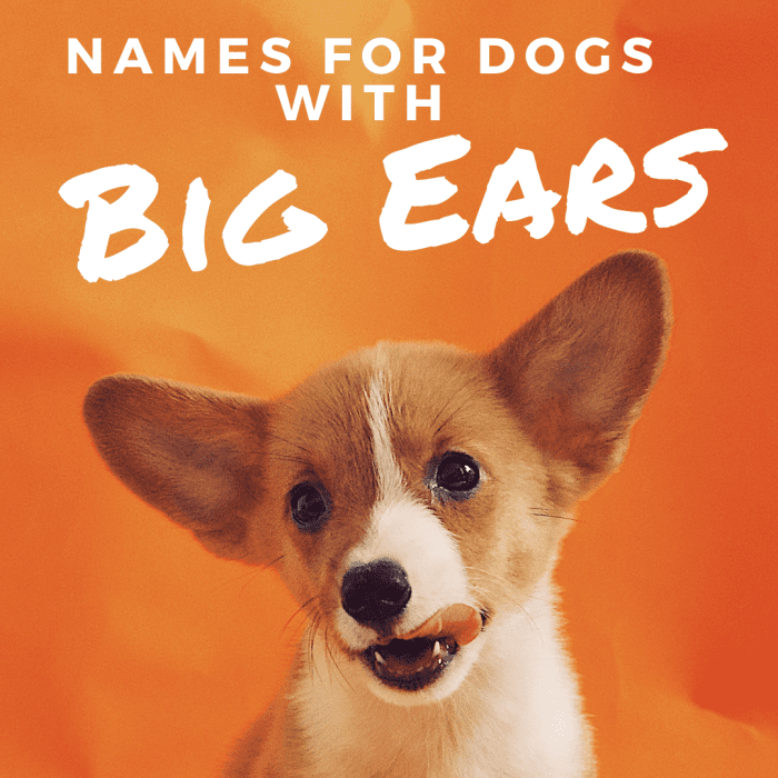 50 Best Names for Dogs With Big Ears or Floppy Ears - PetHelpful