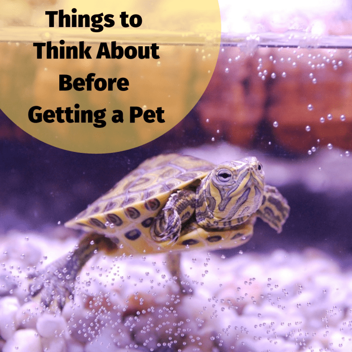 5 Important Things to Consider Before Getting a Pet - PetHelpful