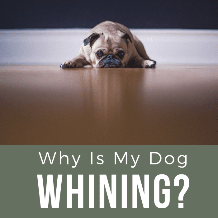 how-do-you-get-a-dog-to-stop-whining-pethelpful