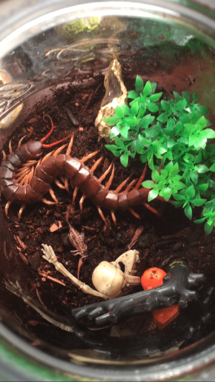 Henry "Chaw" Bankshaft: an ill-tempered centipede that wants nothing more than to murder me in my sleep.