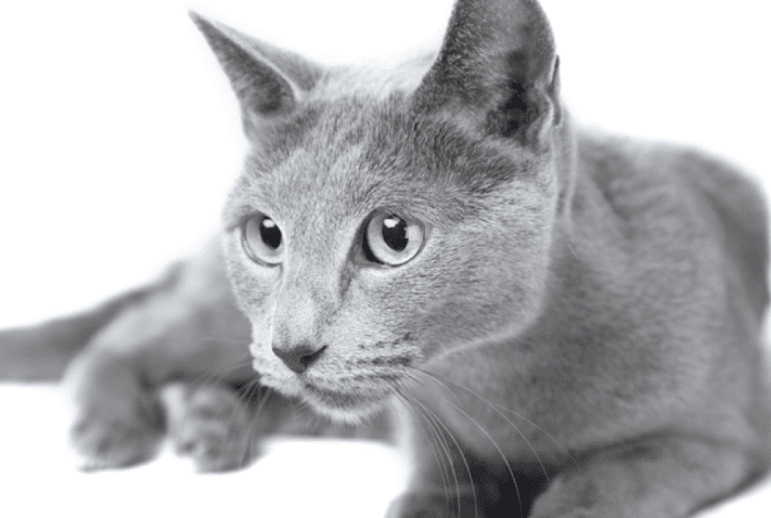 Русская голубая кошка с серебристой шерстью