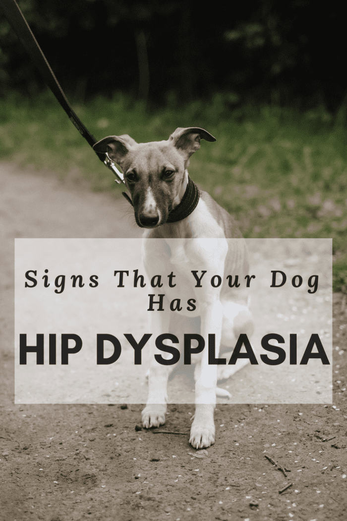 How to Tell If Your Dog Has Hip Dysplasia - PetHelpful