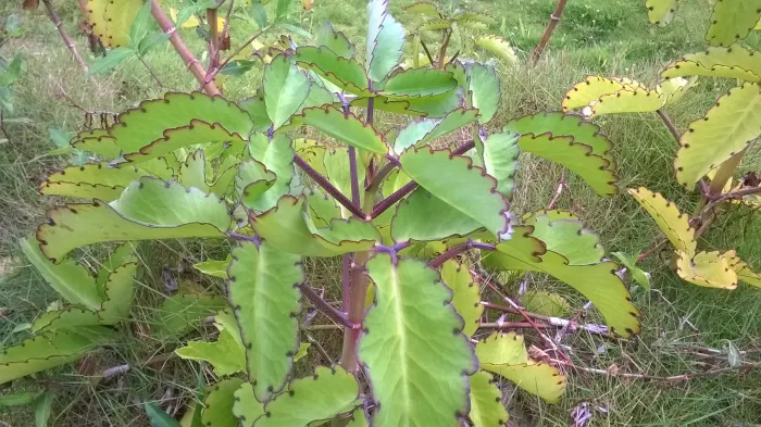 wonder of the world plant