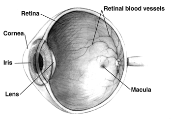 How light rays focus at a point in front of your retina is the cause for nearsightedness and farsightedness.