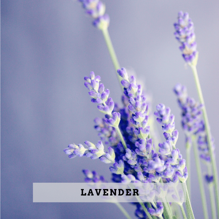 7 Safest Essential Oils for Toddlers and Children RemedyGrove