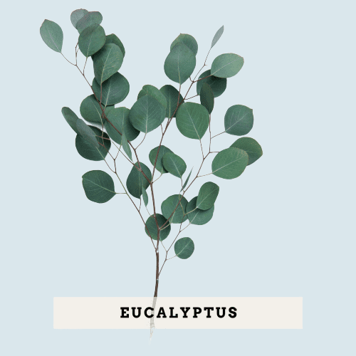 7 Safest Essential Oils for Toddlers and Children RemedyGrove