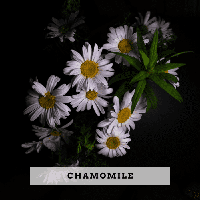 7 Safest Essential Oils for Toddlers and Children RemedyGrove