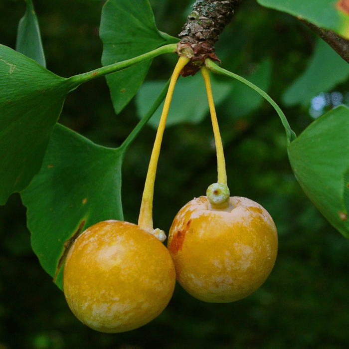 Herbal Relief for Vertigo Using Ginger and Other Remedies HubPages