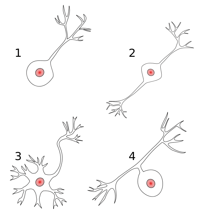Four kinds of neurons pass messages back and forth in the body - named by how many "poles" they have.
