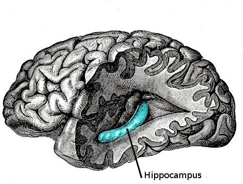 The Hippocampus is a structure in the mid-brain area that has a number of different roles, including in imagination.