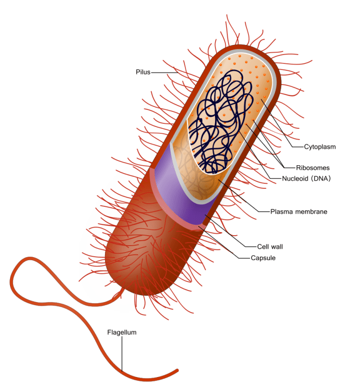 How Major Antibiotics Work and Hope for Arylomycins - Owlcation