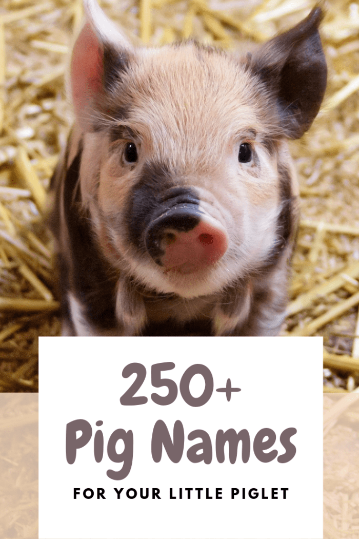 Funny Pig Names After Celebrities