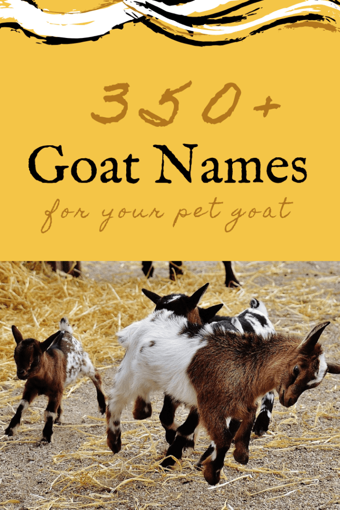 350 Pet Goat Names For Your New Goat From Angus To Waffles PetHelpful   Goat Names 