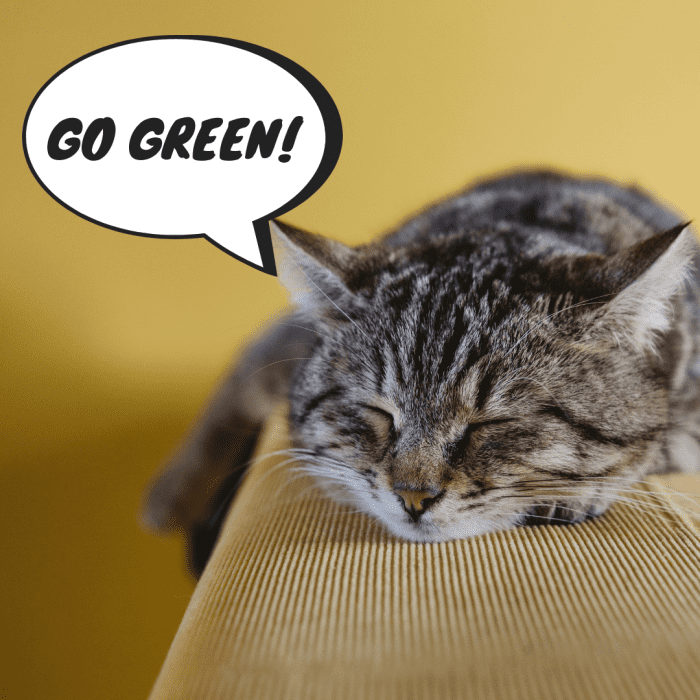 Best Natural Cat Litter Reviews PetHelpful