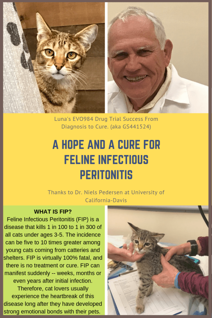 What is FIP in cats? (Our cat, Luna, went to the University of California, Davis, for a brand new FIP drug trial.)