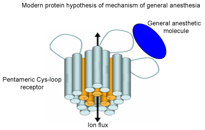 Modern protein hypothesis of general anesthesia action