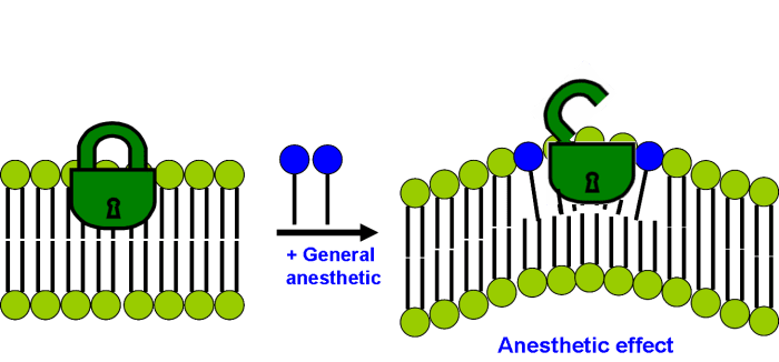 Modern lipid hypothesis for general anesthesia action