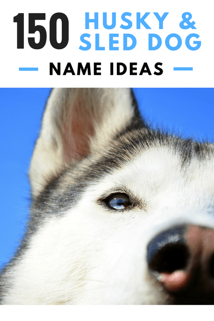 Siberian Huskies are one of the coolest dogs you can have in your family, and they deserve an awesome name to match!