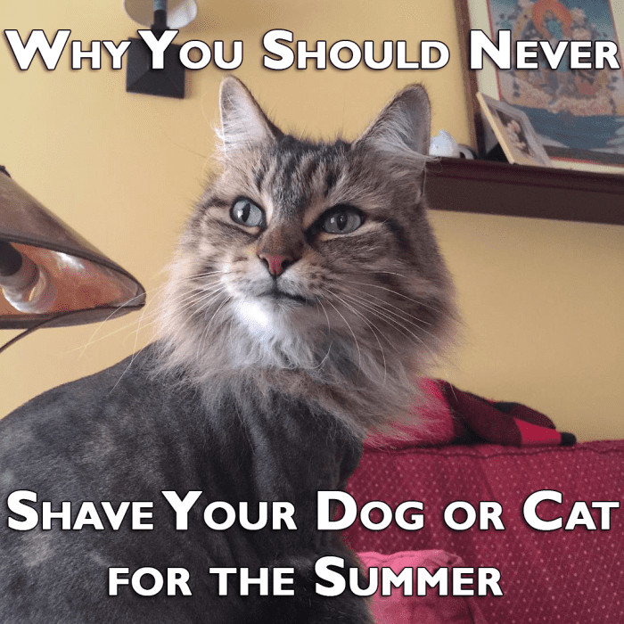 Why You Should Never Shave Your Dog or Cat for the Summer PetHelpful