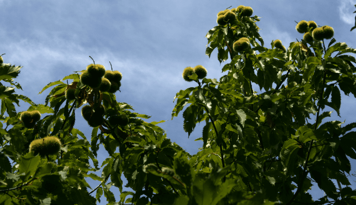 americas-vanished-treasures-the-american-chestnut-tree
