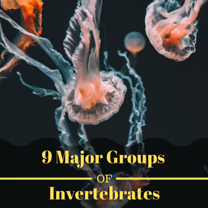 There are 30 phyla in the animal kingdom that include invertebrates. This article takes a closer look at the nine most important of these groups.